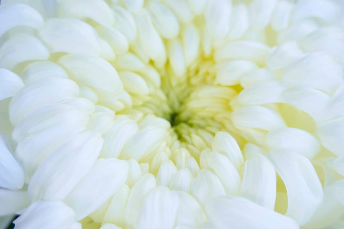 Infographic showing the benefits of fragrance-free cosmetics for sensitive skin